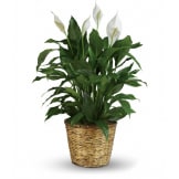 Simply Elegant Spathiphyllum (Premium)