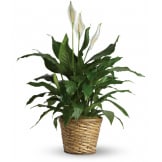 Simply Elegant Spathiphyllum (Deluxe)
